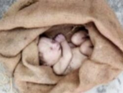 कलयुगी मां ने नवजात बोरी में भरकर फेंकी छत पर