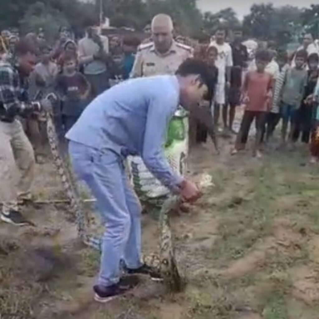 सुसायत कलां के खेतों में निकला 12 फीट लंबा अजगर, ग्रामीणों में मचा हड़कंप